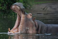 Hippo in the river on Uganda trip