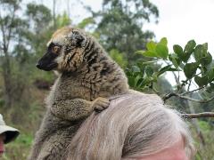 lemur on head