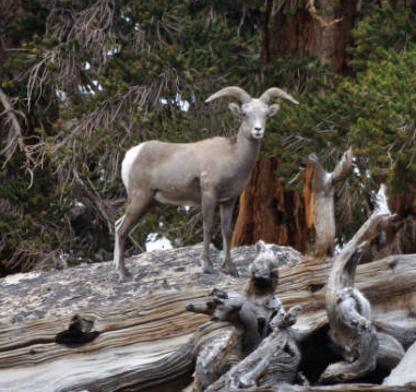 Sierra Nevada Bighorn Sheep, an endangered species