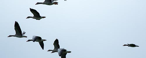 Geese in formation-someone has to lead!